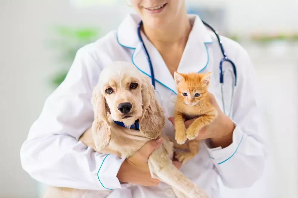 Ainda há vagas atendimentos gratuitos de cães e gatos em Rio Negro